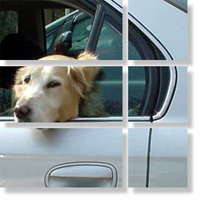 車から顔を出す犬